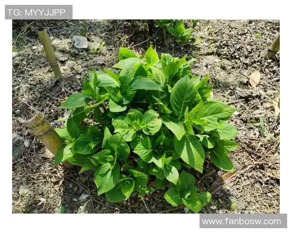 花卉种植技巧与养护方法全面指南 提升园艺爱好者的种植水平 花卉种植技巧与养护方法全面指南 提升园艺爱好者的种植水平